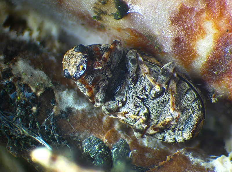 Anthribidae - Pseudeuparius sepicola